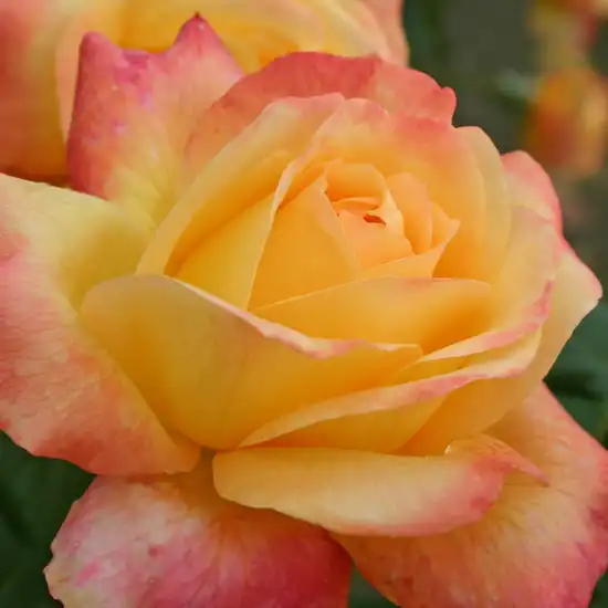 Trandafiri hibrizi Tea - Trandafiri - Speelwark® - 